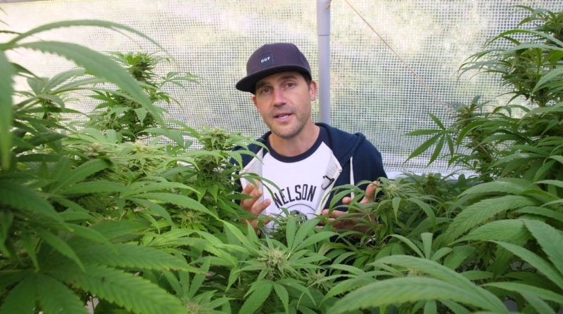 bluesky-organics-cannabis-promo-video-flowering