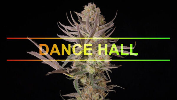 dance-hall-strain-cannabis-video-promotion