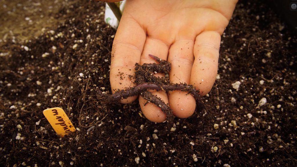 living soil for growing cannabis